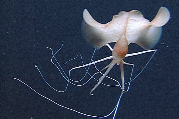 Кракен тор браузер